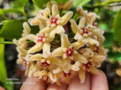 Hoya buotii