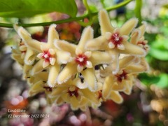 Hoya buotii