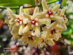 Hoya buotii