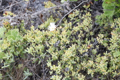 Lampranthus falciformis
