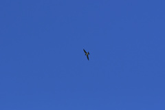 Hirundo rustica rustica