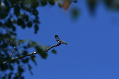 Hirundo rustica rustica