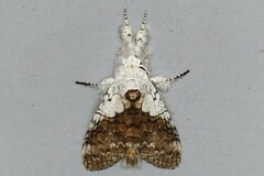 Calliteara horsfieldii