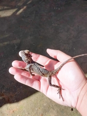 Acanthosaura lepidogaster