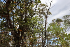 Muellerina celastroides