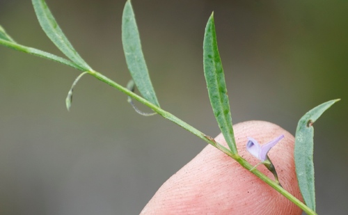 Image of Psoralea laxa by (c) Tony Rebelo, some rights reserved (CC BY-SA)