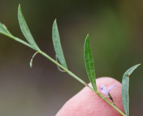 Image of Psoralea laxa by (c) Tony Rebelo, some rights reserved (CC BY-SA)