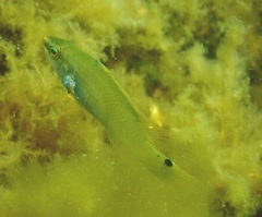 Ctenolabrus rupestris