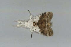 Calliteara horsfieldii