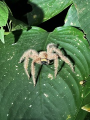 Heteropoda davidbowie