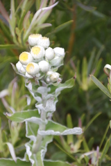Helichrysum foetidum