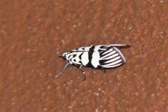 Heortia vitessoides