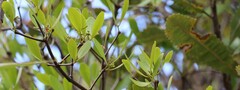 Muellerina celastroides