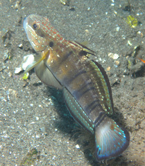 Amblygobius phalaena