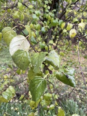 Prunus armeniaca