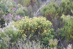 Chrysocoma coma-aurea