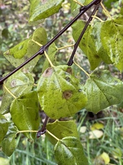 Prunus armeniaca