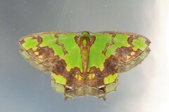 Agathia hemithearia