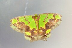 Agathia hemithearia
