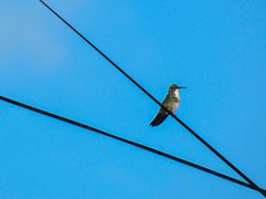 Chrysuronia leucogaster