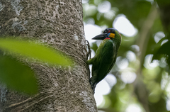 Psilopogon rafflesii