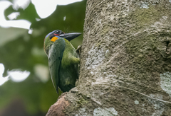 Psilopogon rafflesii