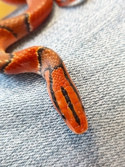 Oreocryptophis porphyraceus