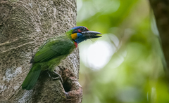 Psilopogon rafflesii