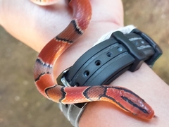 Oreocryptophis porphyraceus