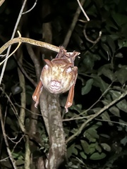 Hipposideros diadema