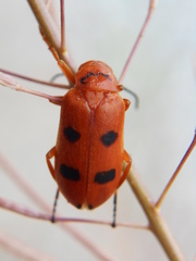 Leptopalpus rostratus