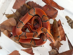 Oreocryptophis porphyraceus