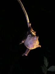Hipposideros diadema