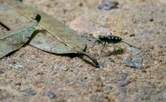 Cosmodela aurulenta