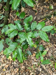 Casearia multinervosa