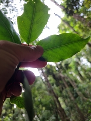 Casearia multinervosa