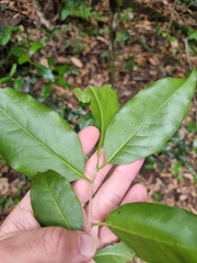 Casearia multinervosa