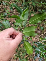 Casearia multinervosa