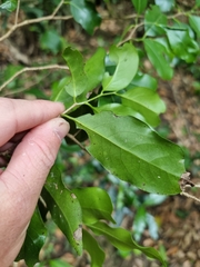 Casearia multinervosa