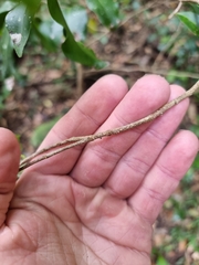 Casearia multinervosa