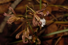 Eulophia venulosa