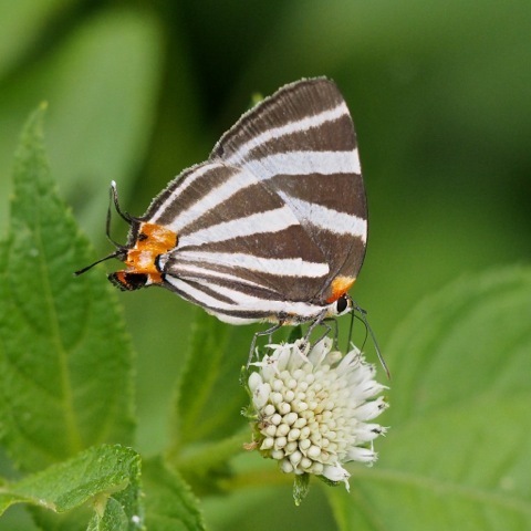 Zebra-striped Hairstreak