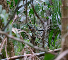 Symposiachrus trivirgatus