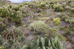 Chrysocoma coma-aurea