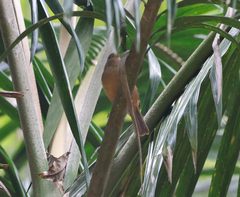 Colluricincla rufogaster