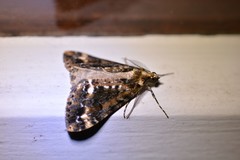 Pseudocoremia leucelaea