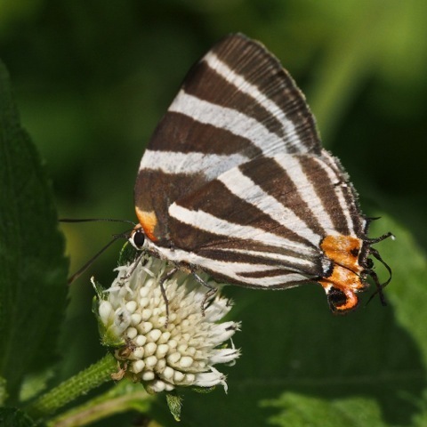Zebra-striped Hairstreak
