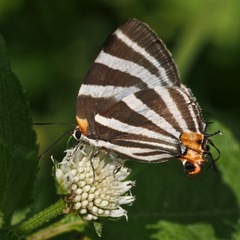 Panthiades bathildis