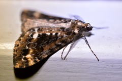 Pseudocoremia leucelaea