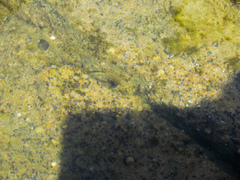 Bathygobius soporator